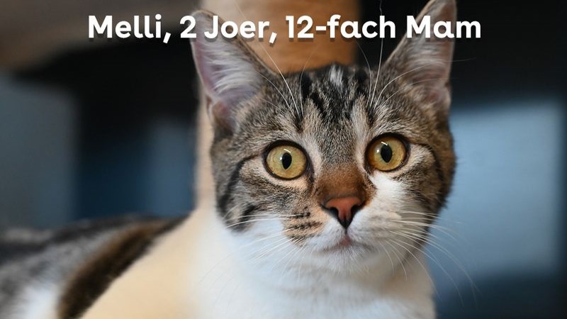 Campagne vun der Lëtzebuerger Déiereschutzliga: Kastréieren. Chippen. Umellen.