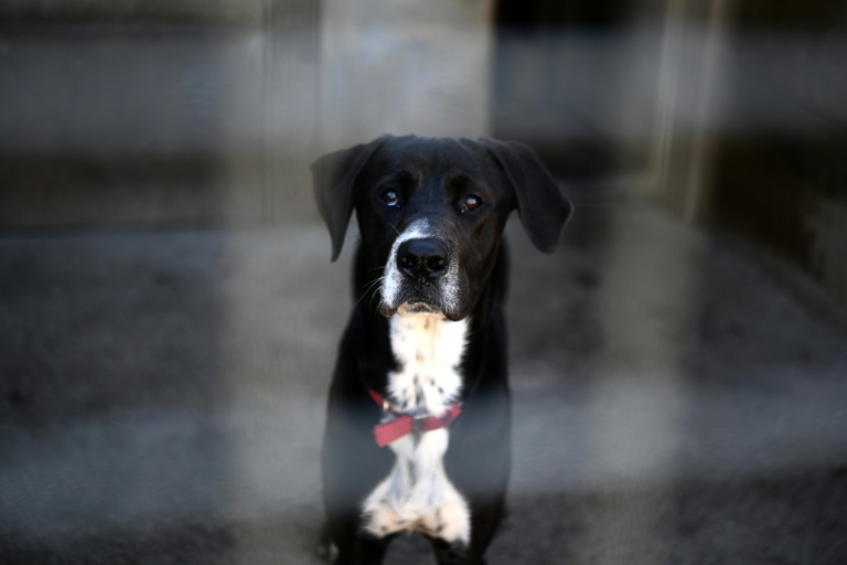 France: Plus de 84.000 chiens et chats à l'abandon refusés par des structures saturées