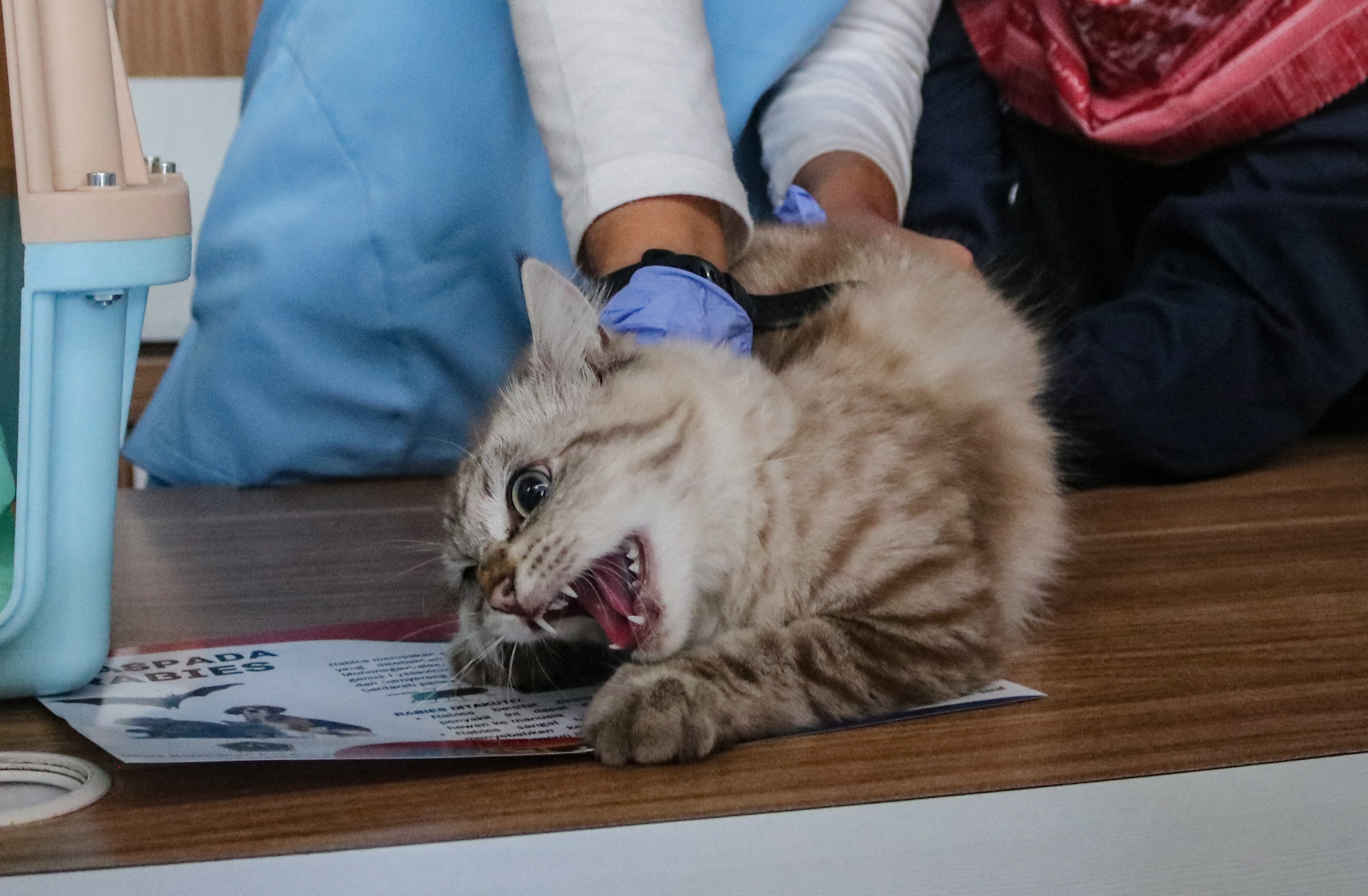 Following German rabies case: Animals without known health status not to be brought into Luxembourg, stresses ALVA