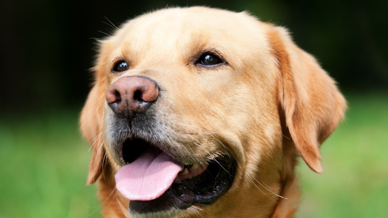 Hünsdorf : Un propriétaire frappe un homme au visage avec la laisse de son chien