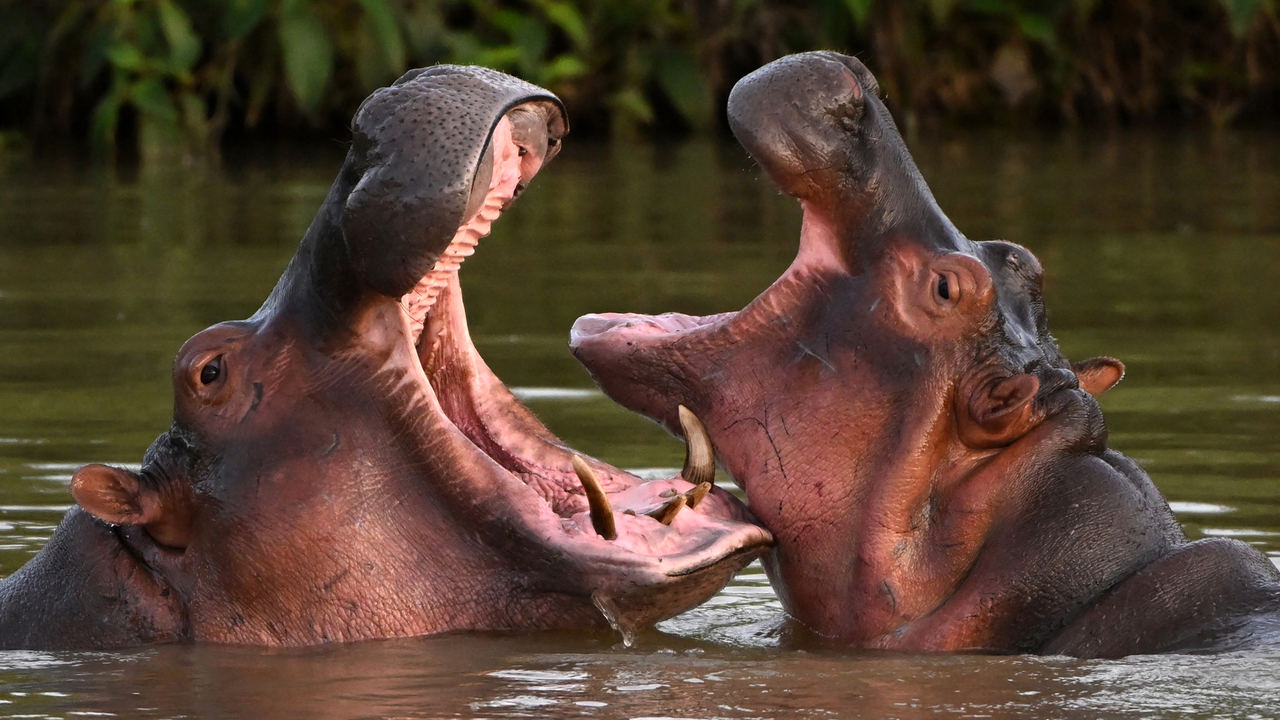 Escobar-Nilpäerd a Kolumbien: Regierung plangt drastesch Mesuren