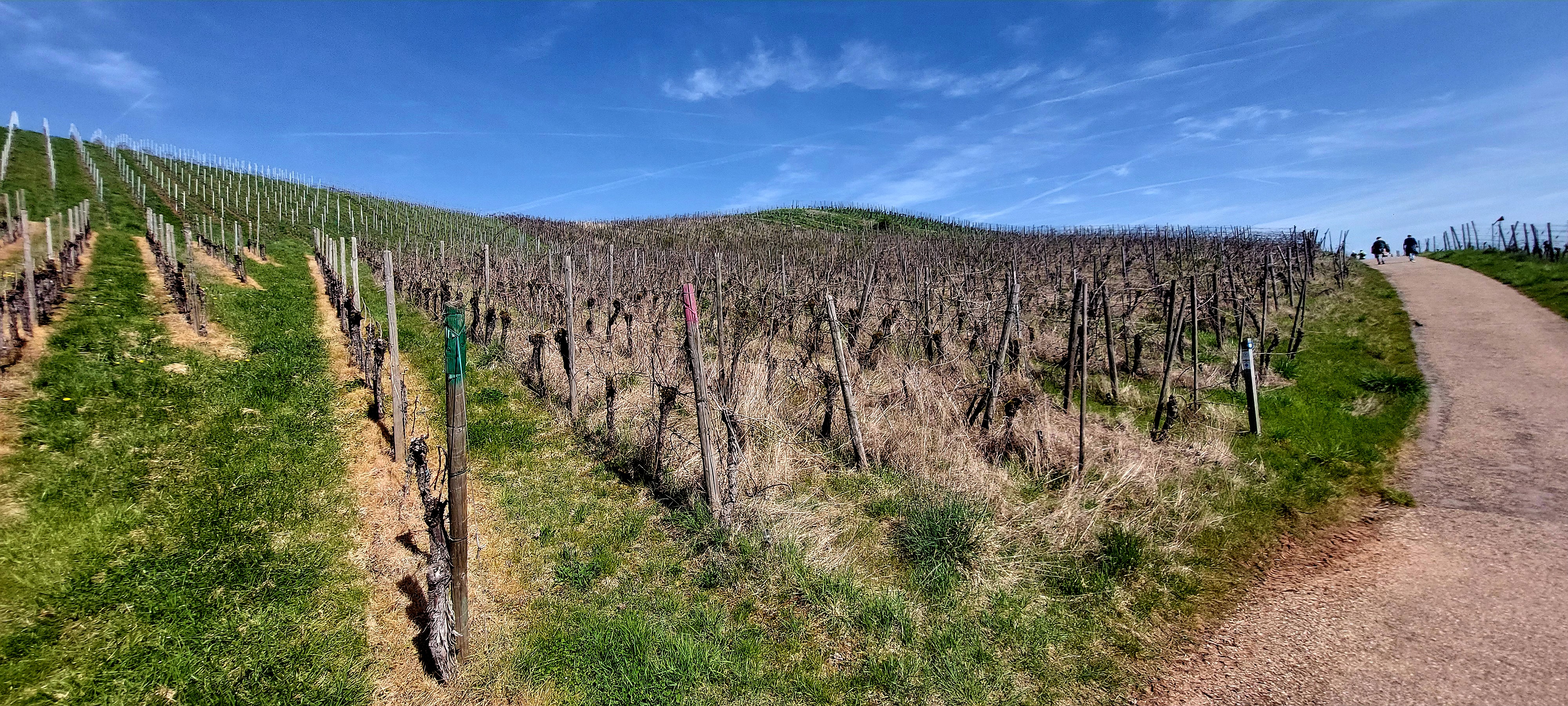 Abandoned plots, new beginnings: Wéngertsbourse: the platform keeping Luxembourg's vineyards alive
