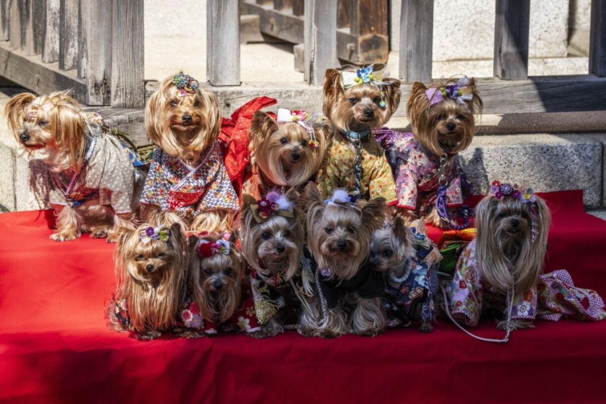 Des chiens vêtus de kimonos posent sur un présentoir rouge à étages pour des photographies au sanctuaire Ichigaya Kamegaoka Hachimangu à Tokyo, le 31 octobre 2026