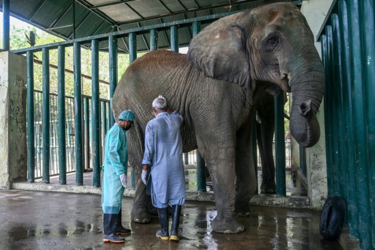Vet Buddhika Bandara (left), and a zoo keeper examine Madhubala at the Karachi Safari Park