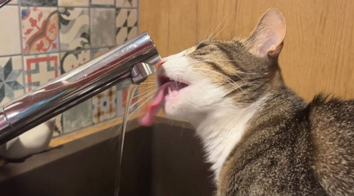 Hausdéieren, Notzdéieren a Wëll Déieren hunn aktuell mat der Hëtzt ze kämpfen.