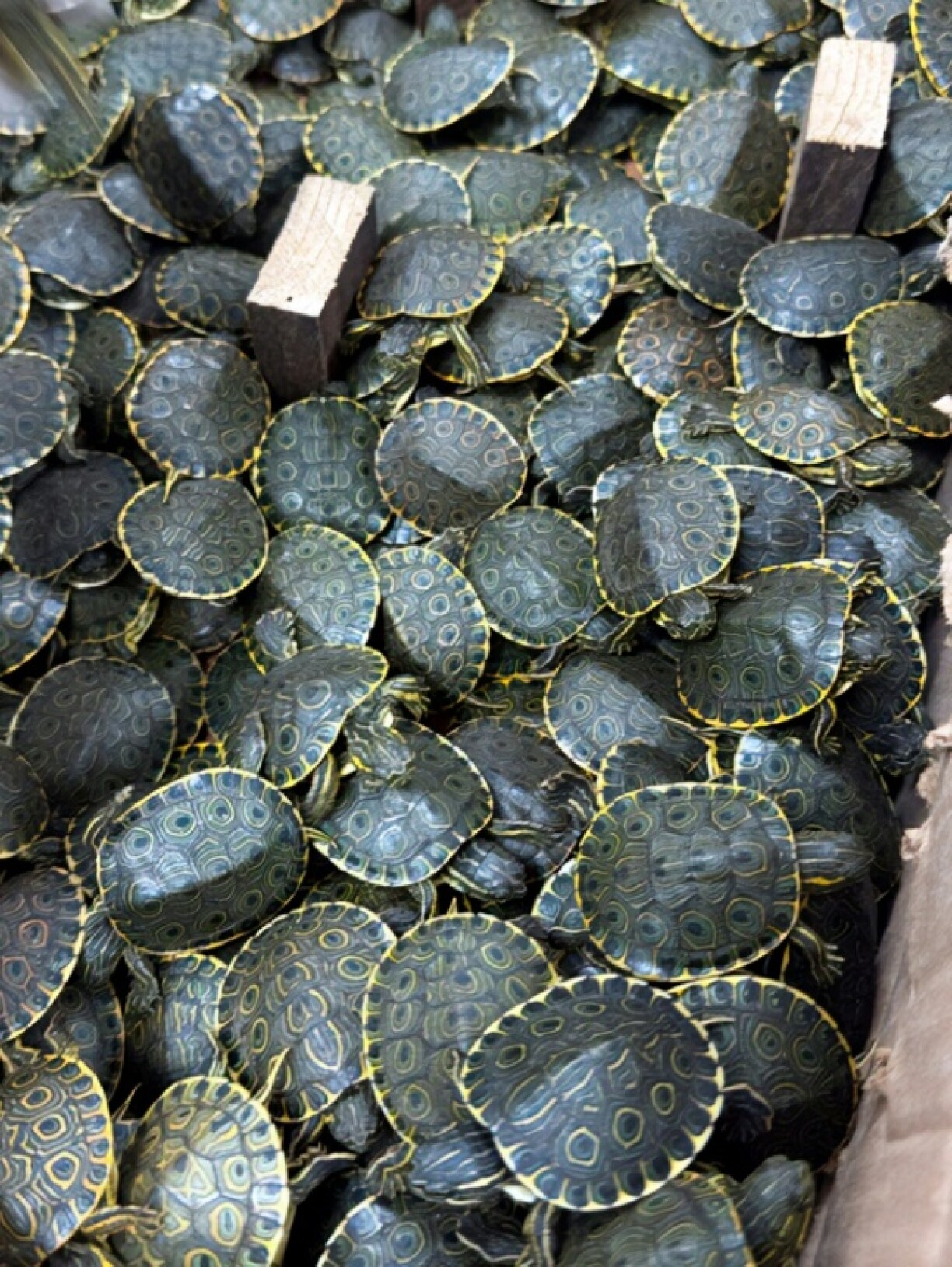 Mexican authorities said they had rescued over 3,400 freshwater Meso-American slider baby turtles