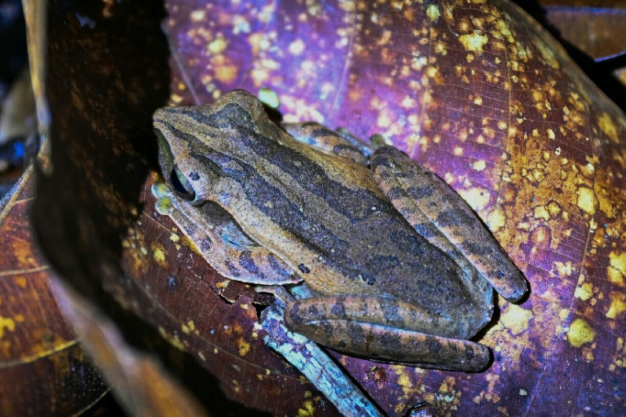 A four-lined tree frog photographed in Kubah National Park on the island of Borneo