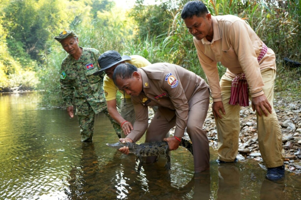 Just 25 years ago, experts feared that Siamese crocodile might no longer exist outside zoos, but conservation efforts have helped change that