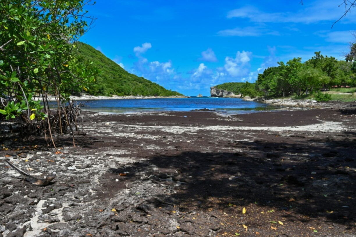 Plage de la Porte d'Enfer à Anse-Bertrand, en Guadeloupe, envahie par les algues sargasses le 26 octobre 2019