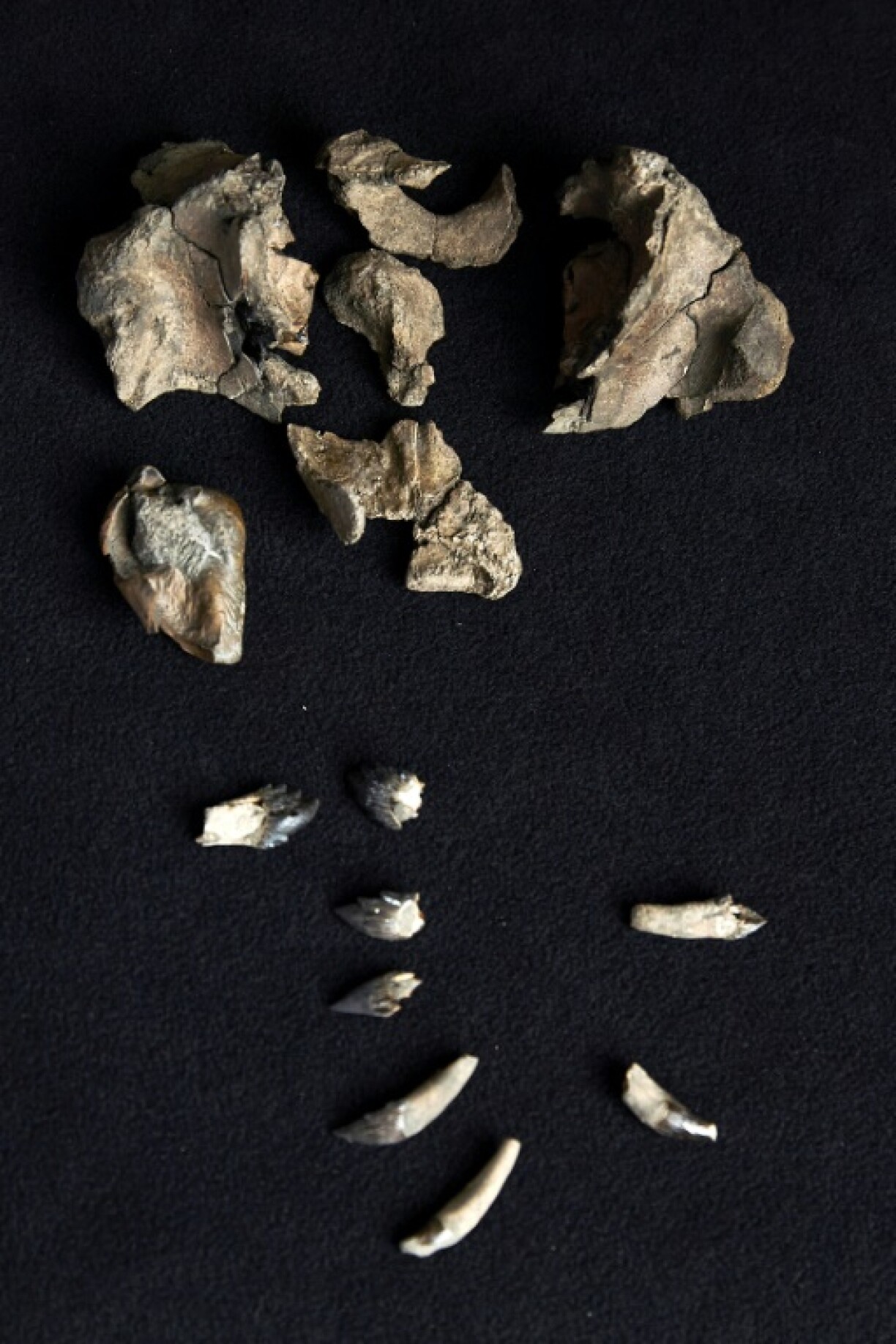 The partial fossil skull and teeth of Janjucetus dullardi at MuseumsVictoria in Melbourne