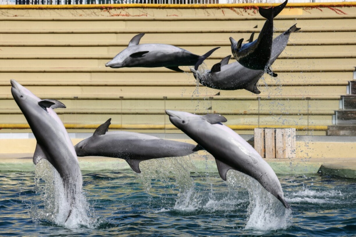 Des dauphins nagent dans le bassin du "Dolphins Arena" du parc d'attractions MarineLand, à Antibes, dans le sud-est de la France, le 27 novembre 2025