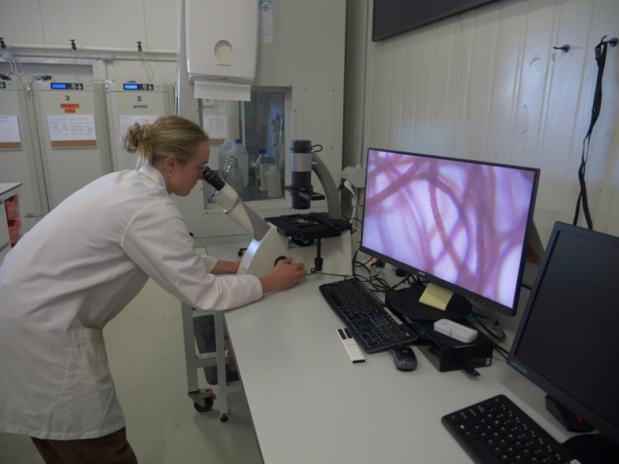A Sea Forest employee observing an algae sample at the company's headquarters in Triabunna, Tasmania