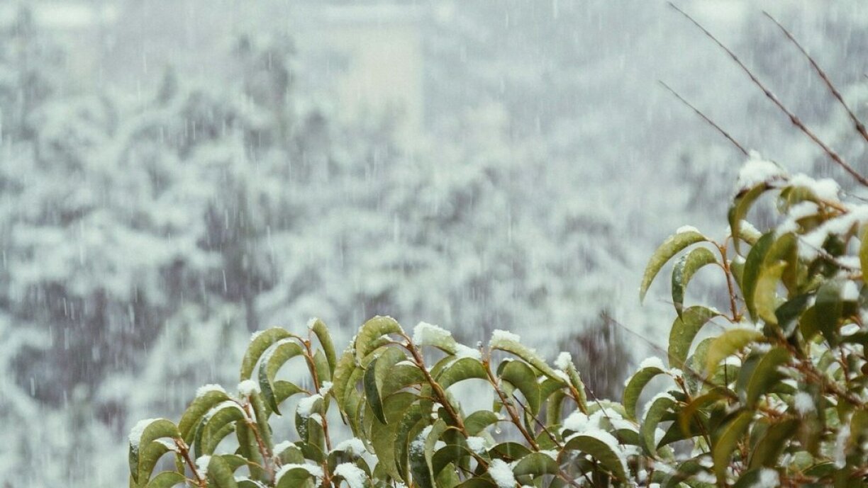 Alors que la végétation a bénéficié de températures exceptionnellement douces, le choc risque d'être rude avec le retour de températures de saison.