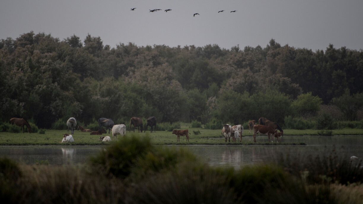 Bild vum Nationalpark Coto de Doñana