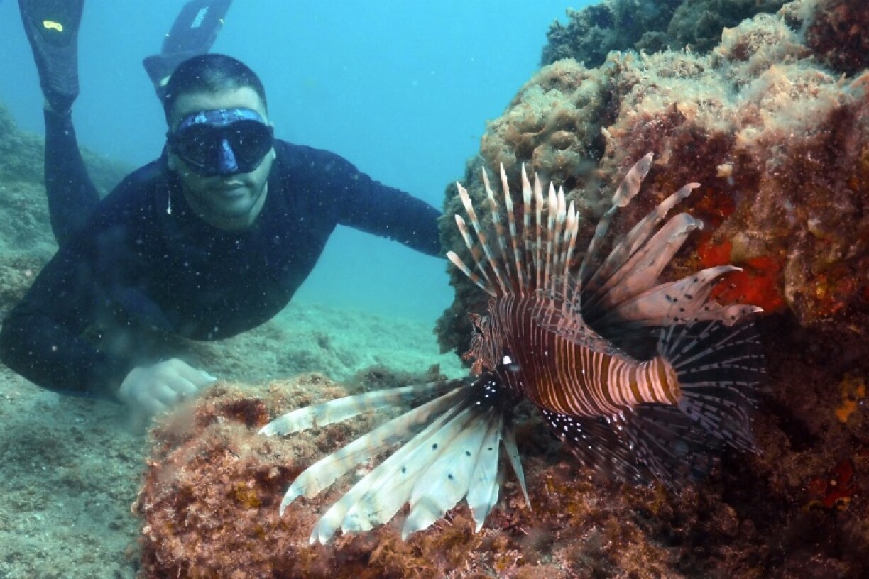 Lionfish are normally found in the Red Sea but have increasingly been seen in the Mediterranean due to rising sea temperatures