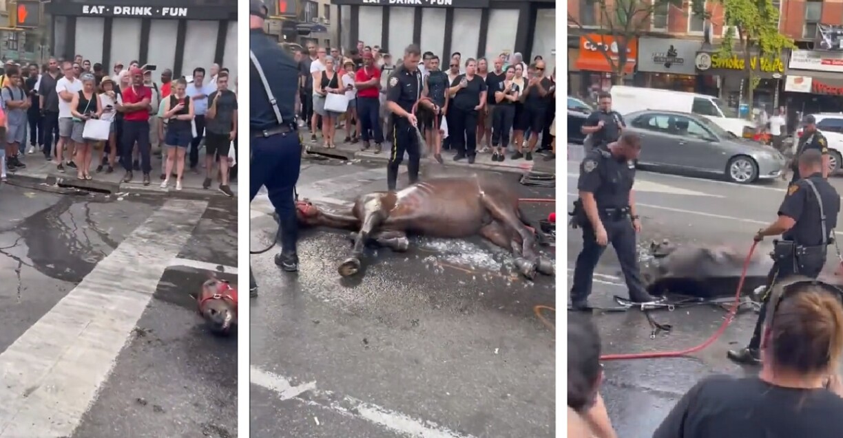 Un cheval tirant une calèche à New York s'écroule sur la chaussée brûlante (vidéo)