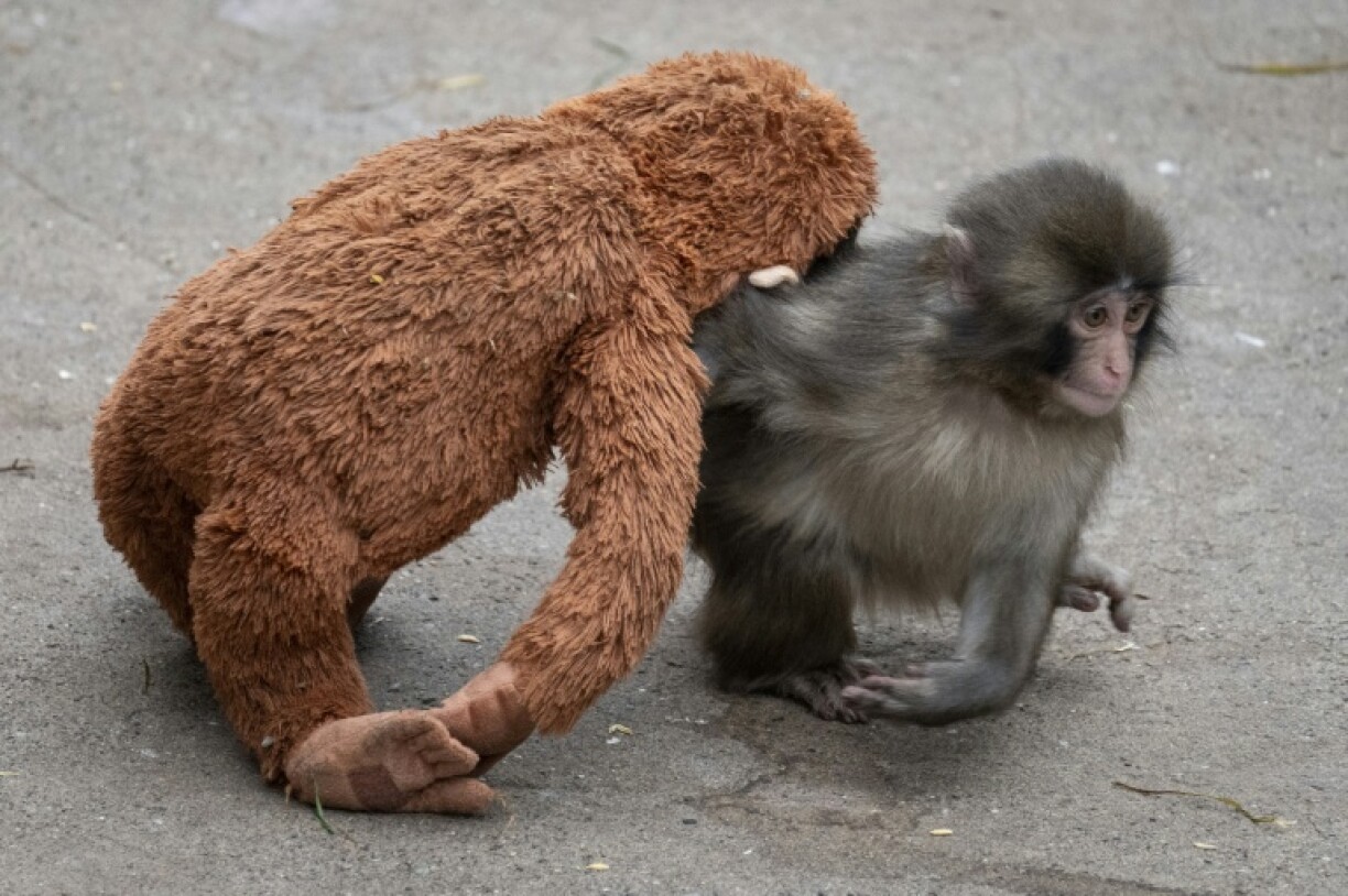 Punch, un macaque japonais mâle de sept mois abandonné par sa mère peu après sa naissance, traîne sa peluche d'orang-outan au zoo d'Ichikawa, dans la préfecture de Chiba (Japon), le 18 mars 2026