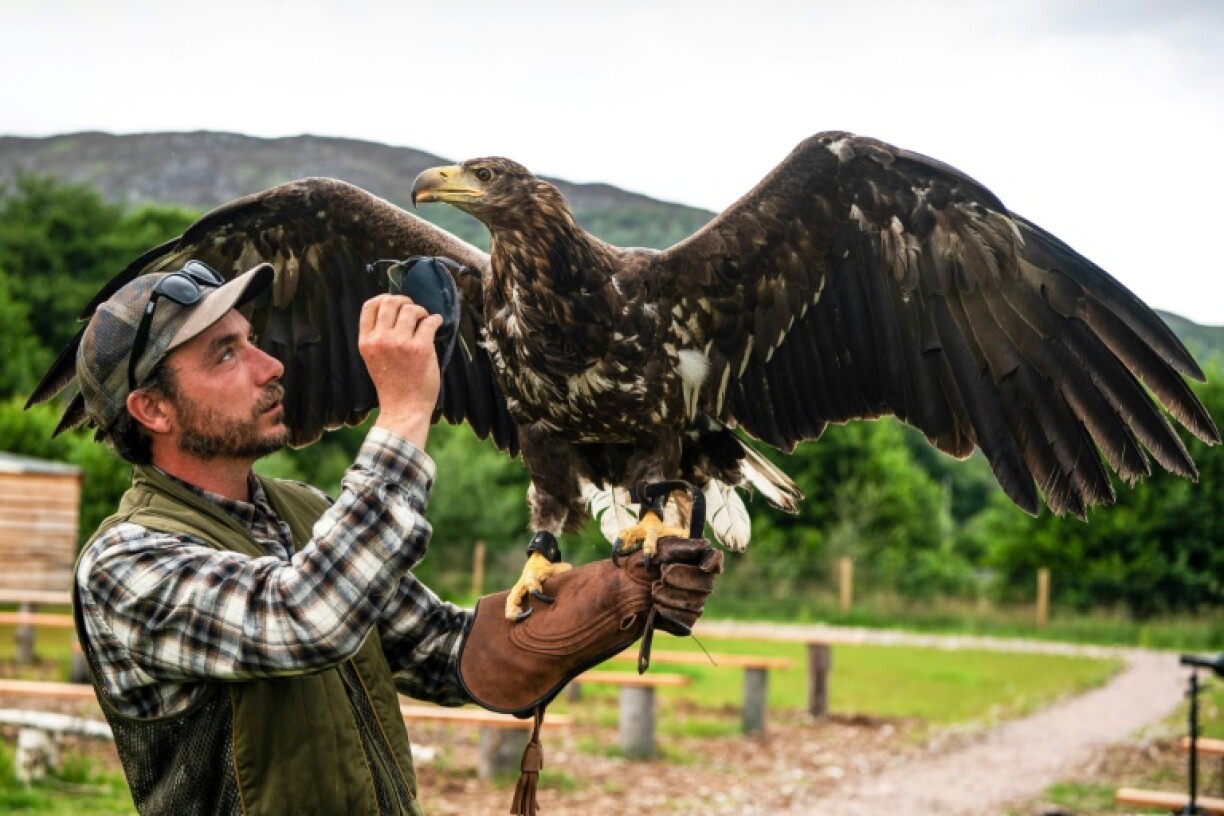 Jonathan Ames, de la fauconnerie Rothiemurchus, à Aviemore, en Ecosse, avec un pygargue, grand aigle pêcheur, utilisé pour entraîner des chiens Bergers de Maremme à protéger les agneaux, à Aviemore, dans les Highlands écossais, le 26 juillet 2023