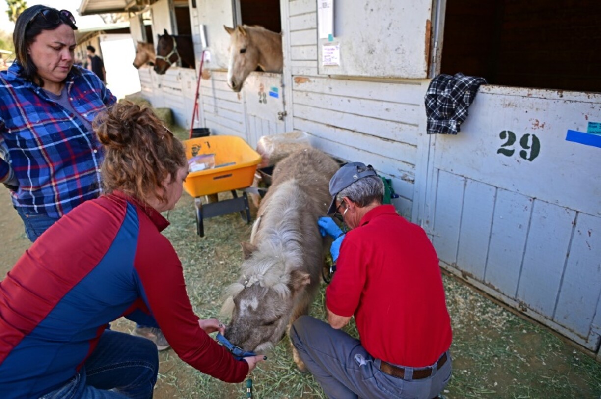 Veterinarians are on hand to care for sick or injured animals, including this miniature horse