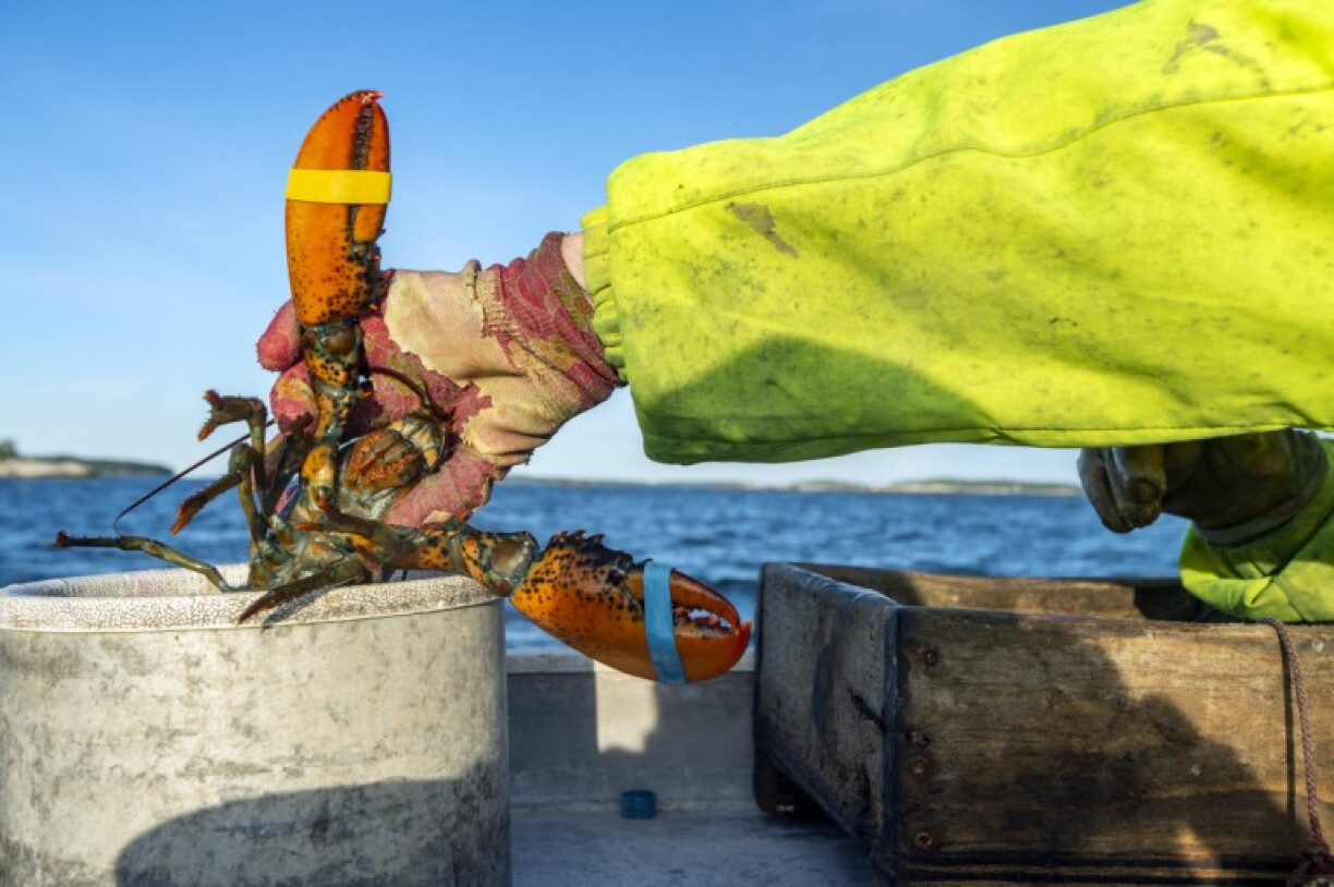 A lobster is pictured in Spruce Head, Maine in 2021