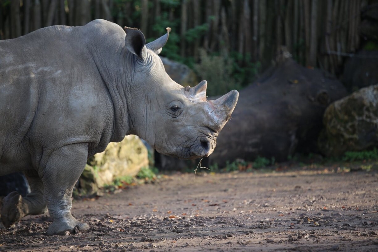 Photo d'illustration - Le rhinocéros blanc Jobi, un mâle de 18 ans hébergé au zoo de Pairi Daiza en Belgique.