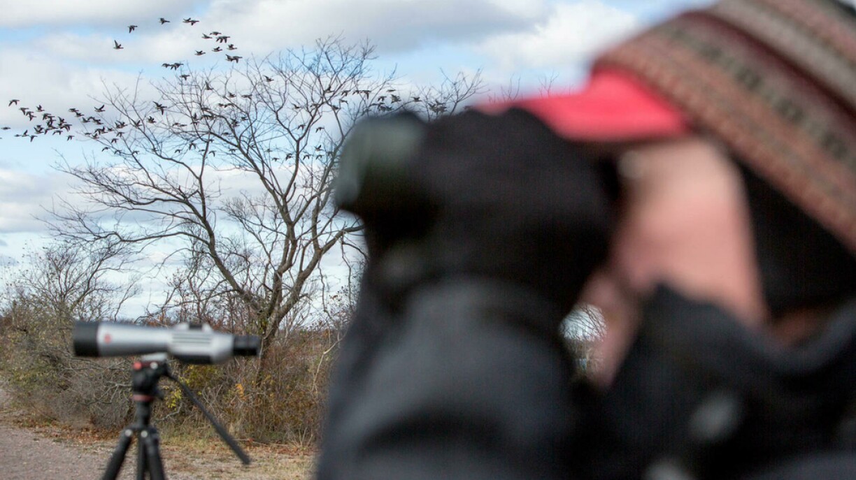 Birdwatcher from Bedford Audubon Society.
