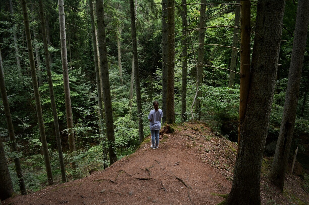 La forêt du Mullerthal au Luxembourg.