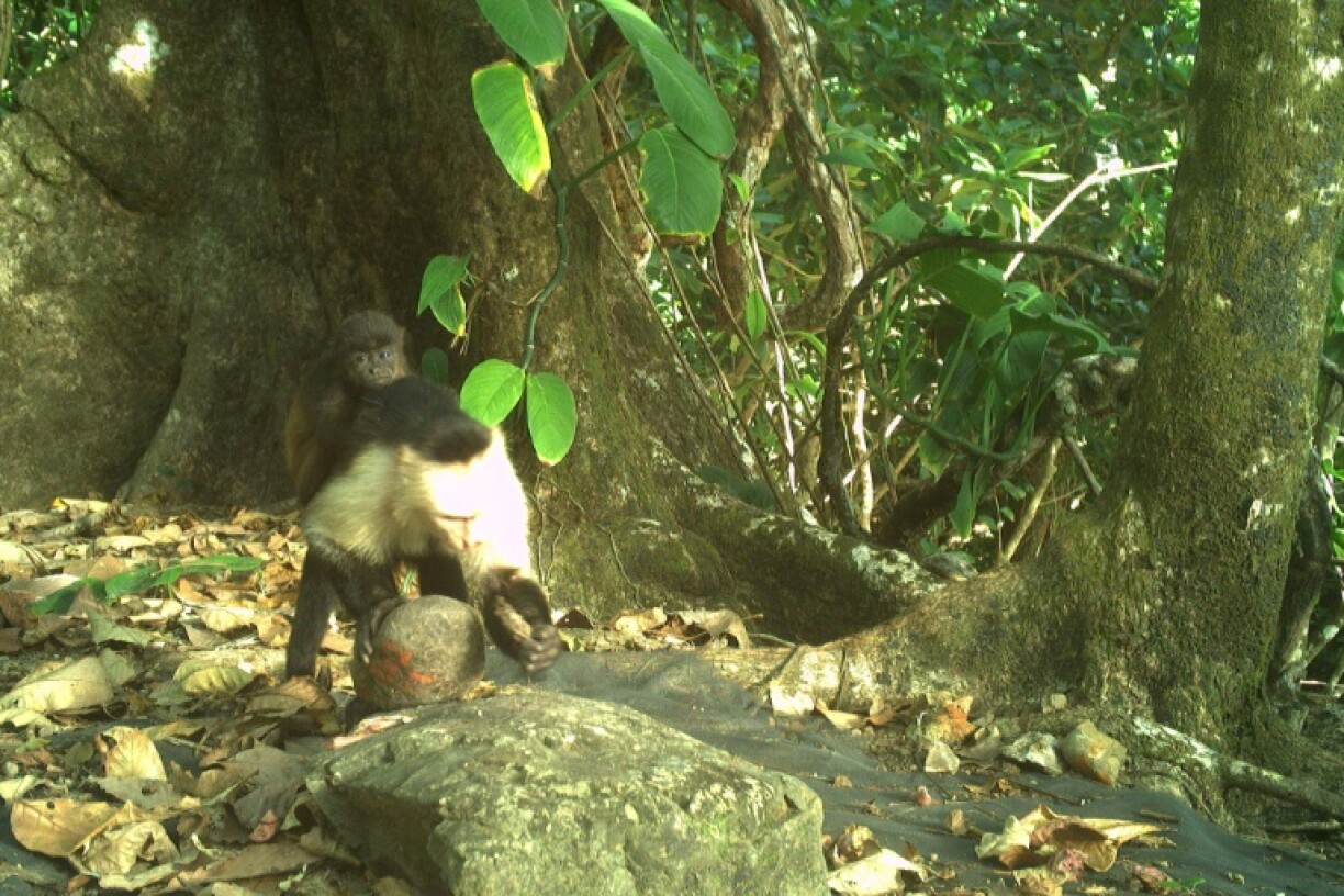 Scientists first set up motion-triggered cameras on Jicaron island because the capuchins are skilled as using stone tools