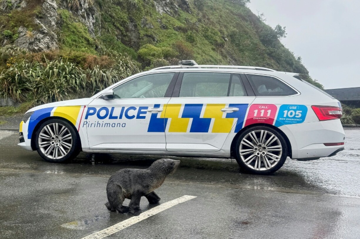 Cette photo prise le 27 septembre 2026 et diffusée le 28 septembre par la police néo-zélandaise montre un phoque traversant une route à Wellington