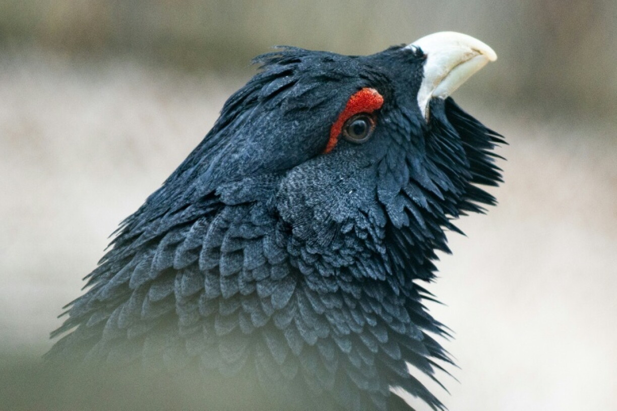 Un grand tétras (Tetrao urogallus), le 18 avril 2023, à Rhodes, en Moselle
