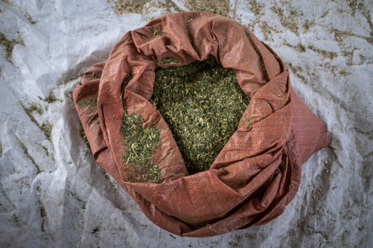 Dried prosopis leaves, mixed with other cereals, are turned into animal feed, while it is also used to make bricks and charcoal briquettes