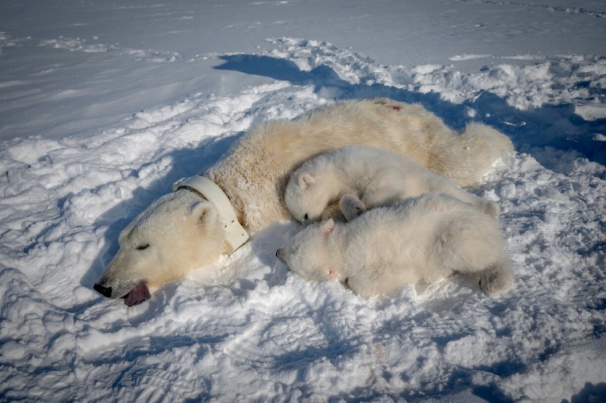 Only females are tracked with the collars