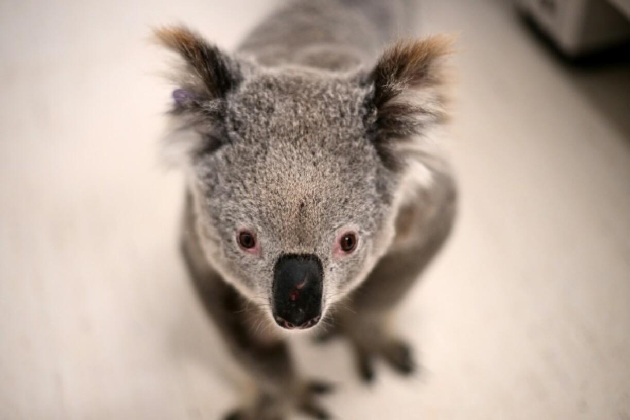 Chlamydia is responsible for about half of all koala deaths in the wild