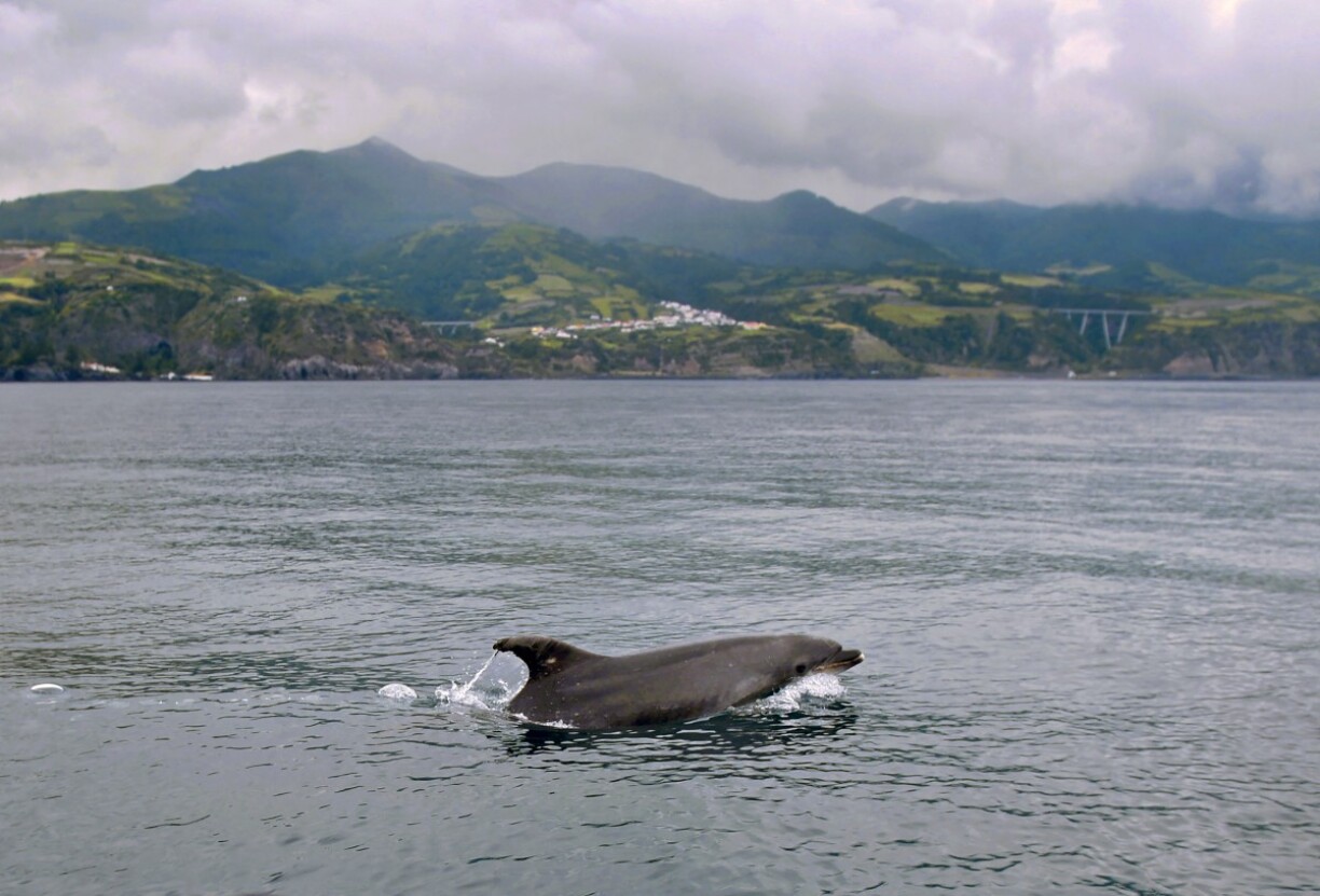 Un dauphin devant l'île de Sao Miguel aux Açores.