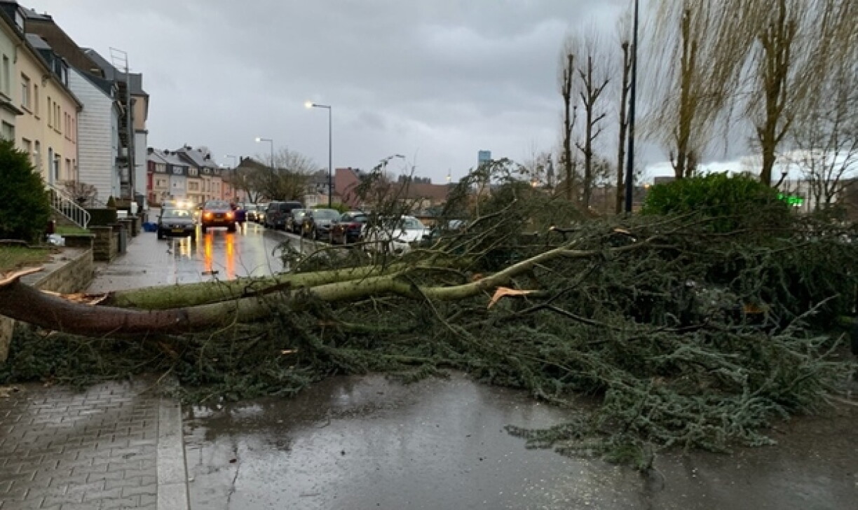 A fallen tree on Rue Grande Duchesse Charlotte in Ettelbruck.