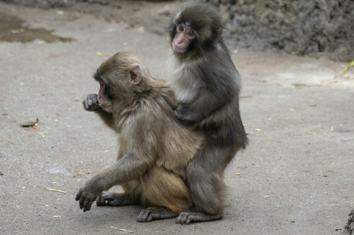 Un macaque japonais mâle de sept mois nommé Punch (à droite), abandonné par sa mère peu après sa naissance, interagit avec un autre singe au zoo d'Ichikawa, préfecture de Chiba (Japon), le 18 mars 2026