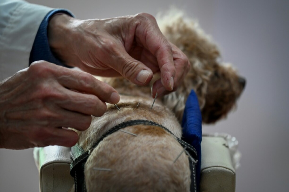 Un chien en pleine séance d'acupuncture dans une clinique vétérinaire de Pékin, le 12 avril 2022