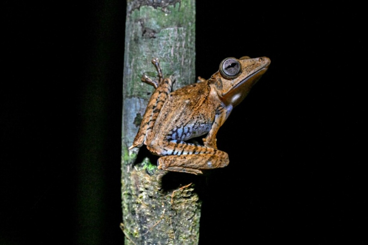 'Frogging', or the hunt for the exotic amphibians that call the rainforest home, is taking off in Malaysia's Sarawak state in Borneo