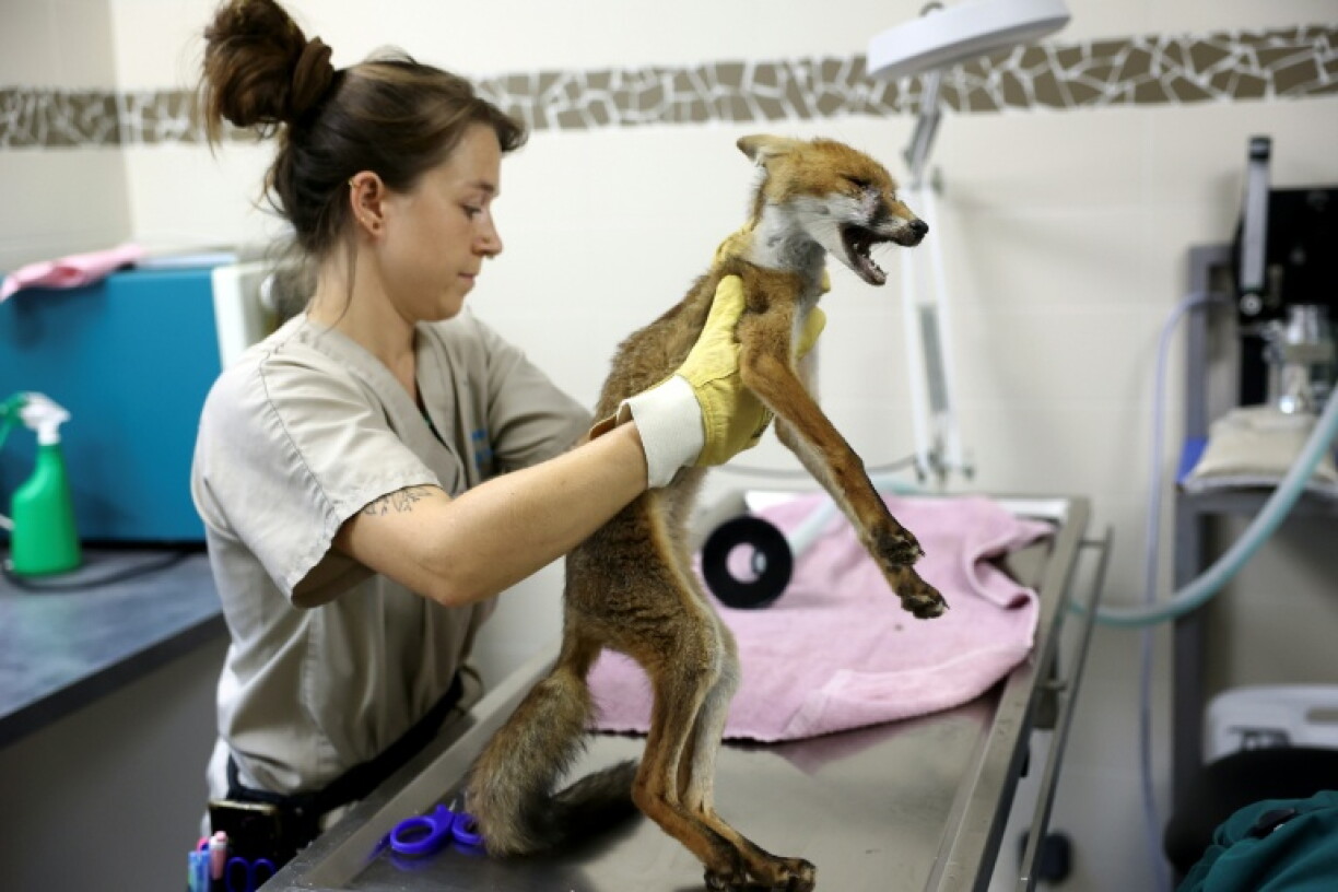 Un vétérinaire tient un renard, trouvé par des passants en état de malnutrition et de déshydratation, au centre de soins pour la faune sauvage de la LPO (Ligue pour la protection des oiseaux) Aquitaine à Audenge, le 6 août 2026