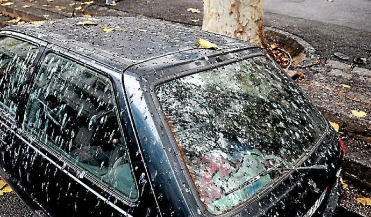 Garer votre voiture sous un arbre? Mauvaise idée!