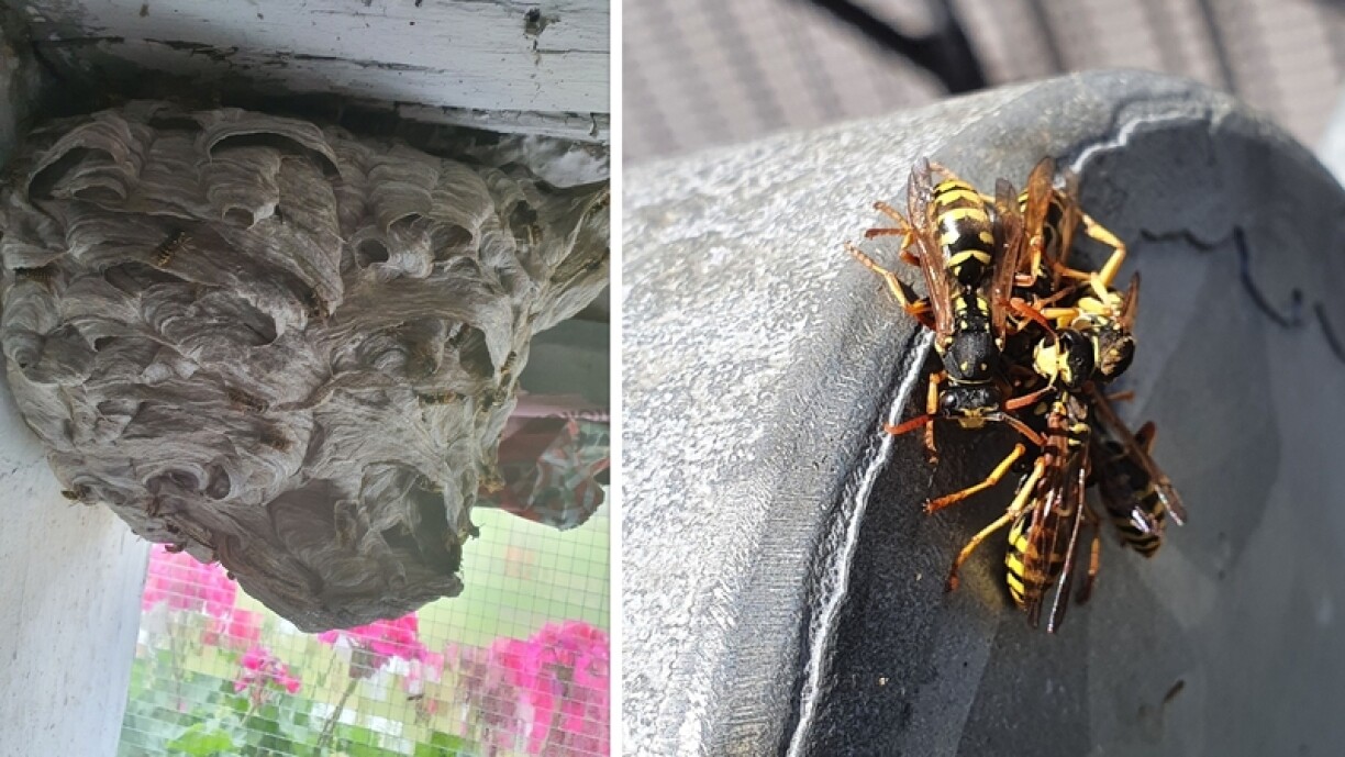 Si on n'y prend garde, un petit nid de guêpes peut rapidement devenir énorme et renfermer des milliers d'insectes!