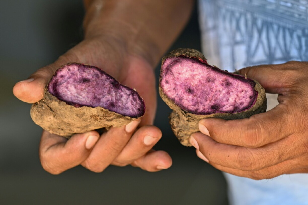 The Philippine ube has become a trend-setting sensation from Los Angeles to London to Seoul, with the humble yam's bright purple hue drawing lines outside coffee shops and bakeries and millions of views on social media