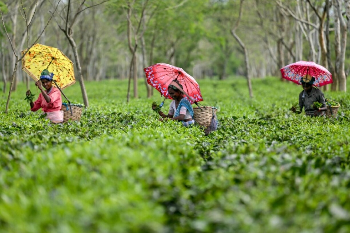 Indian tea pickers: the country is the world's second-largest producer, and third-largest black tea exporter