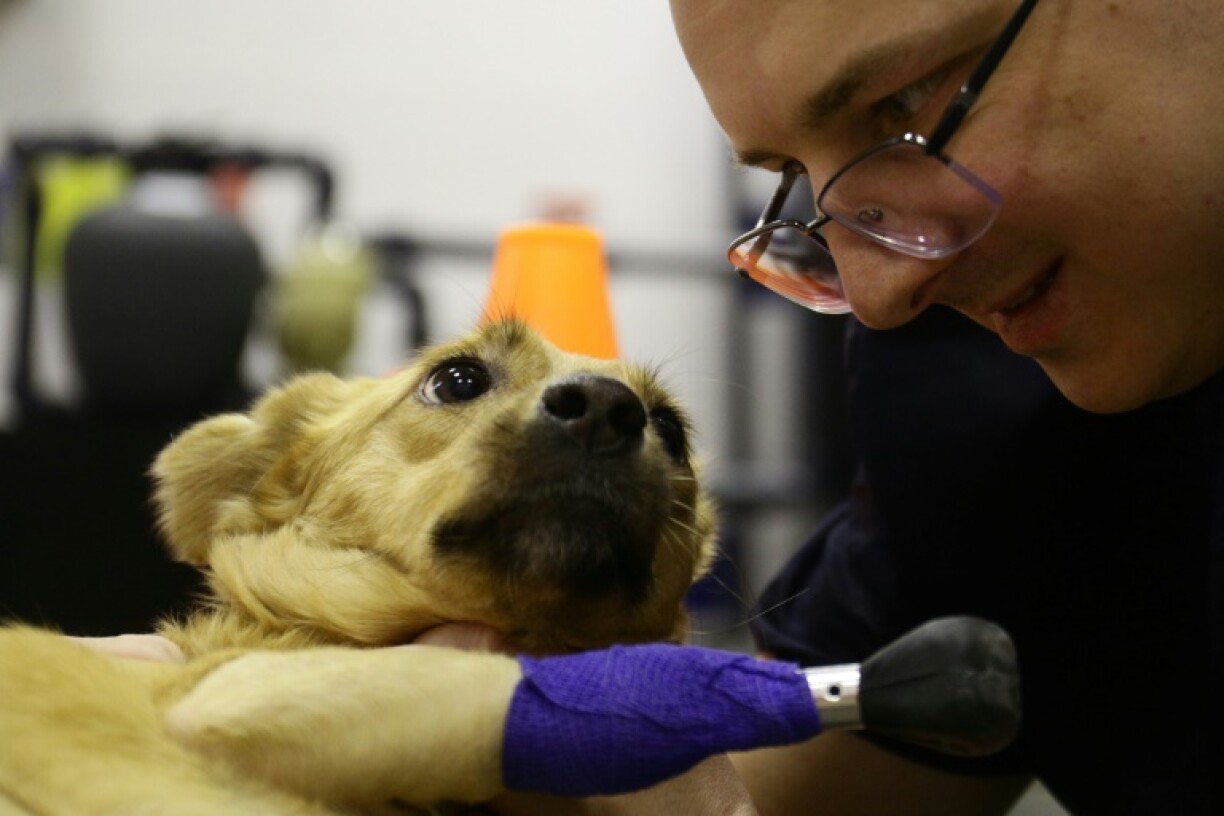 Le vétérinaire Sergei Gorshkov et la chienne Monika dans une clinique vétérinaire à Novossibirsk en Sibérie le 19 novembre 2021