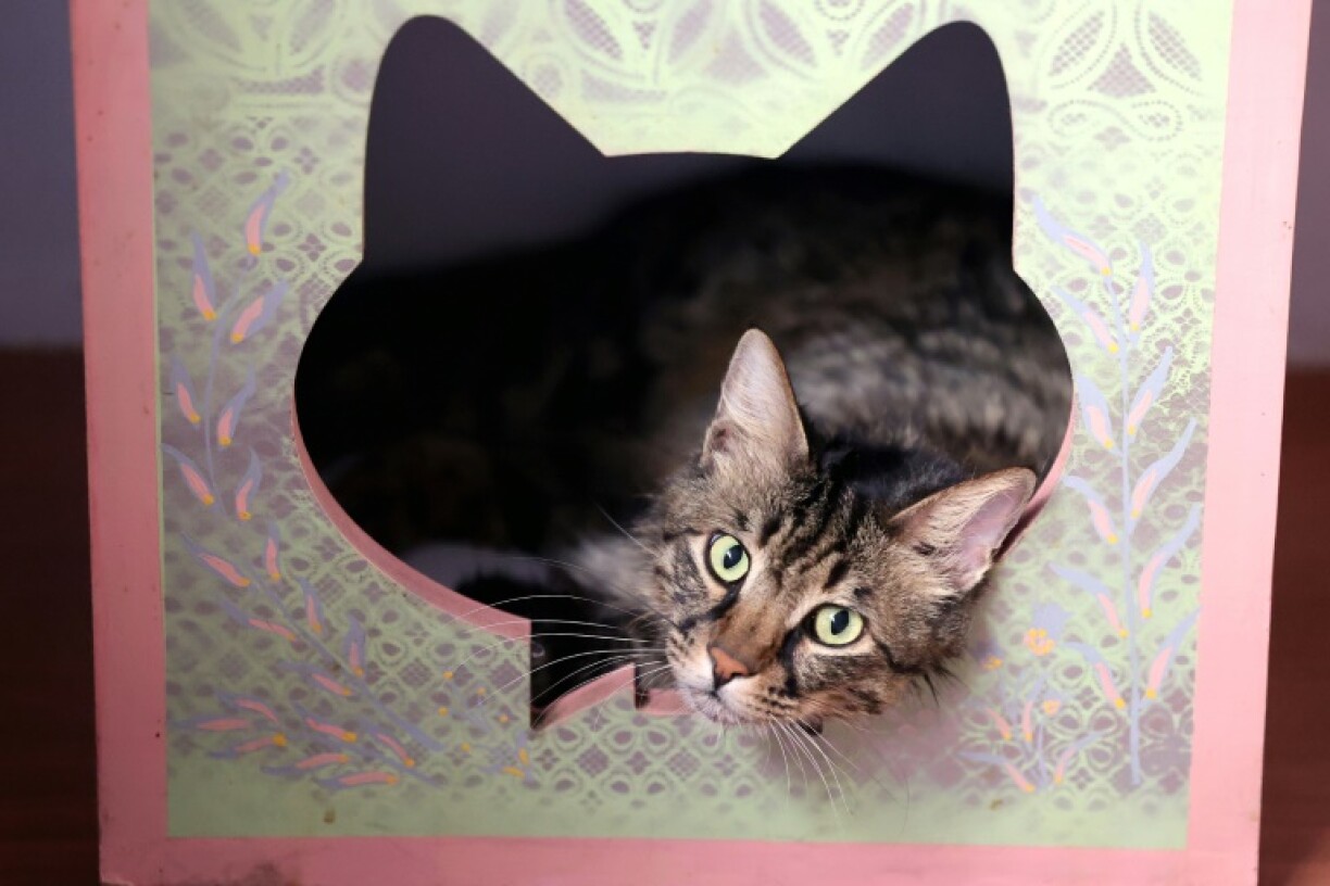 Un chat persan au musée-café