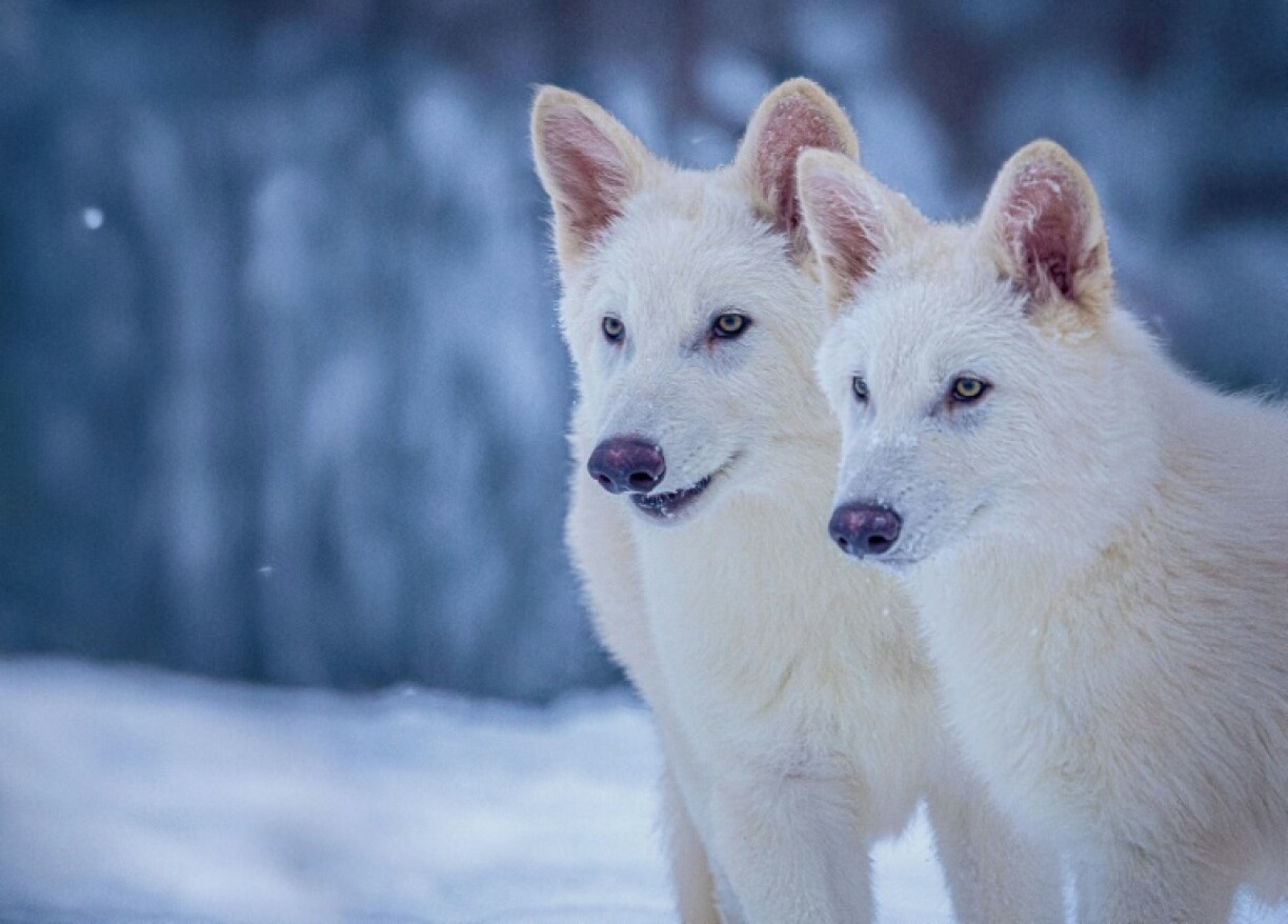 Colossal Biosciences shows Colossal's