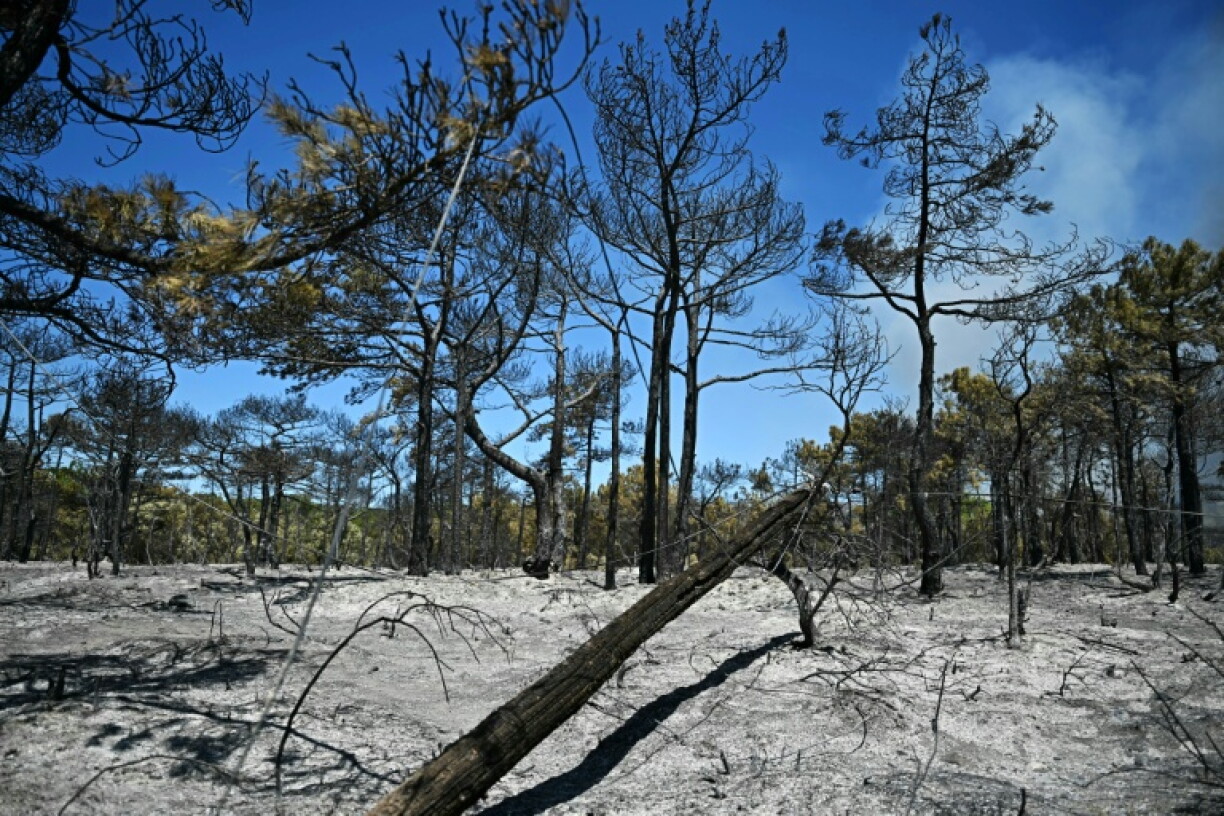 Une forêt calcinée dans l'Hérault, près de Carlencas-et-Levas, le 6 juillet 2026