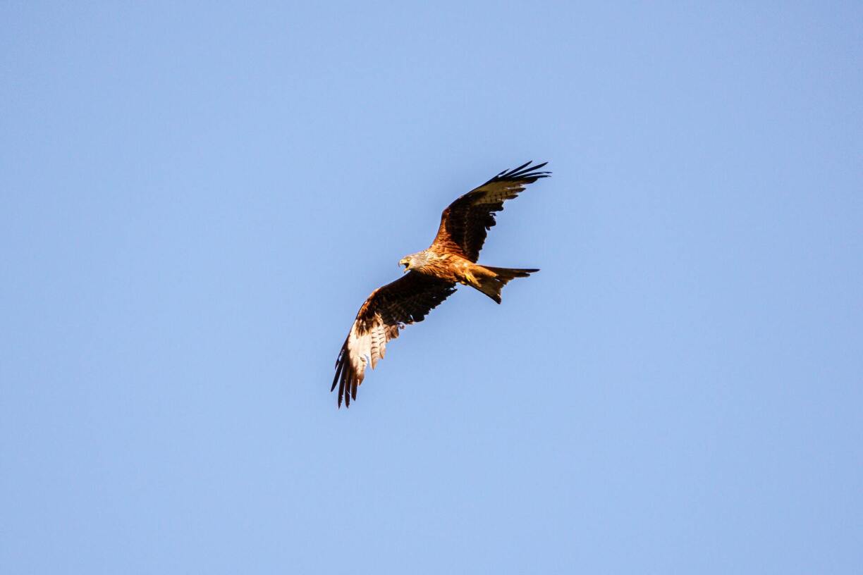 The red kite is a protected species in Luxembourg.