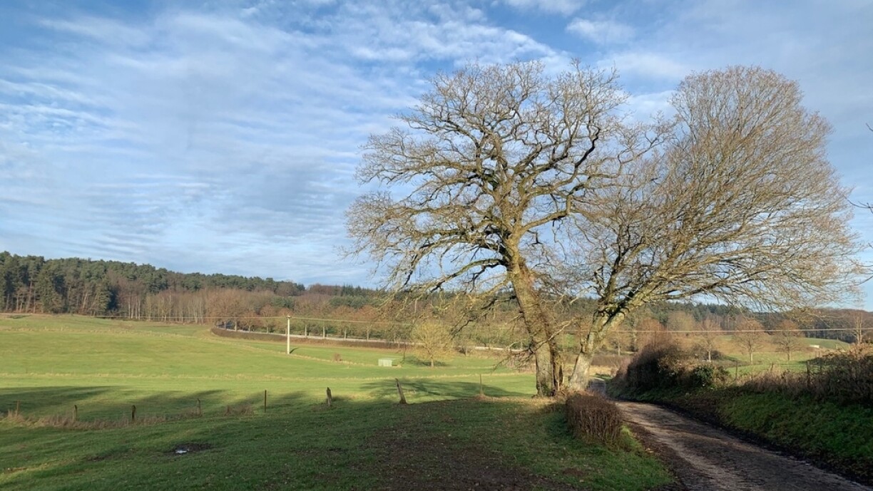 In Godbrange, a beech and an oak tree that are slowly decaying.