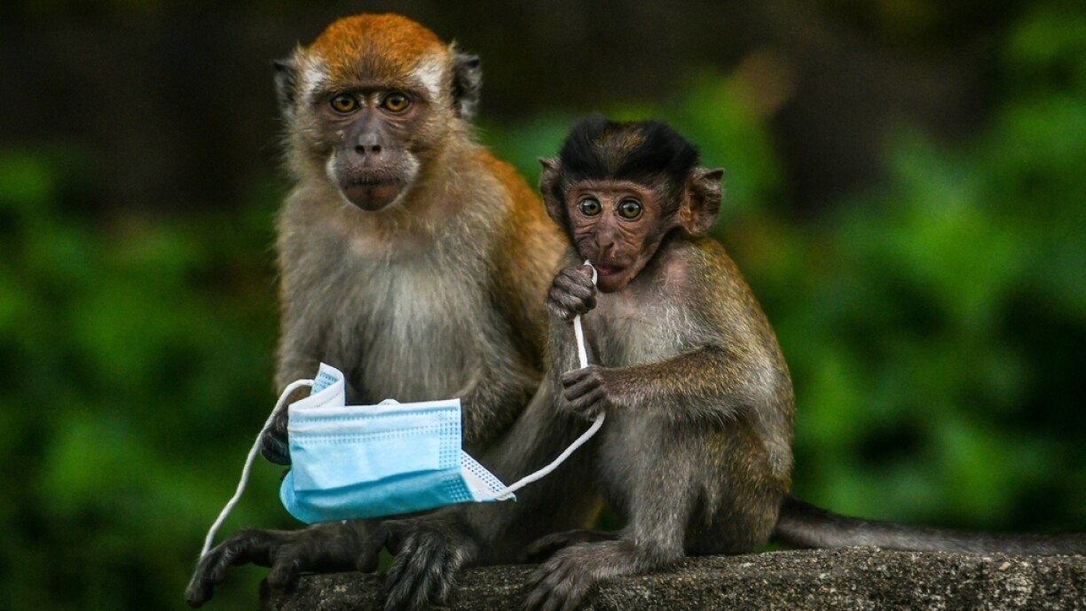 Macaque monkeys play with a face mask, used as a preventive measure against the spread of the COVID-19 novel coronavirus, left behind by a passerby in Genting Sempah in Malaysia’s Pahang state on October 30, 2020.